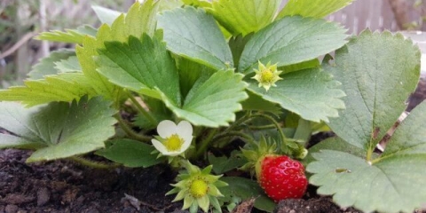 Kako zalijevati jagode kalijum humatom tokom cvatnje, nakon plodonošenja
